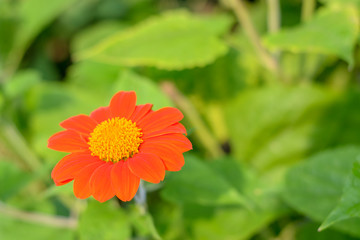 zinnia flower background