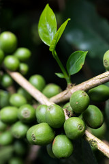 Kopi luwak coffee series