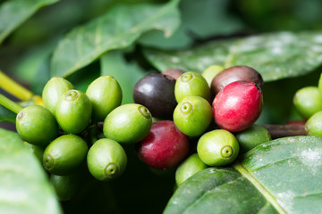 Obraz premium Kopi luwak coffee series