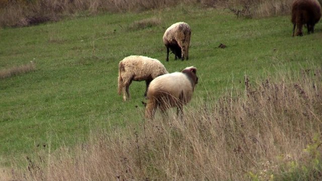 sheep pasture  - 3 scenes