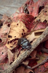 Black beetle on dry twigs.