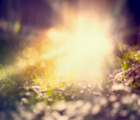 de focus Forest Blurred grass background with sunlight and bokeh toned