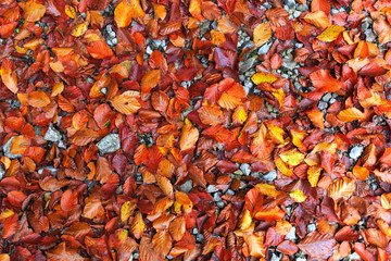Herbstlaub Textur