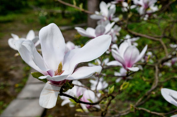 Fototapeta na wymiar Kwiat Magnolii w ogrodzie botanicznym w Bolestraszycach