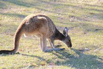 Kangaroo at Yanchep National Park