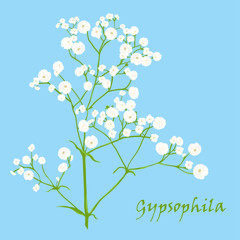 Branch of beautiful hand-drawn gypsophila