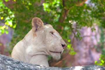 White lion