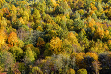 Autumn Forest. Landscape with the autumn forest. 