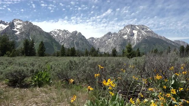 Grand Teton NP mountain forest flowers 4K