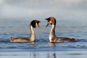 Great-crested Grebe doing courtship display