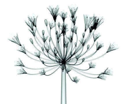 x-ray image of a flower isolated on white , the Bell Agapanthus
