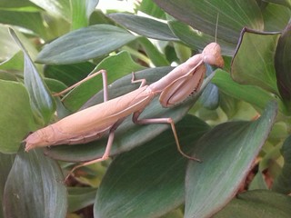 Mantide religiosa marrone