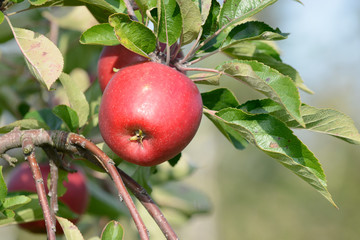 Rote Äpfel hängen am Apfelbaum
