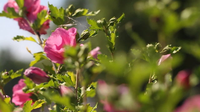 Rose of Sharon Dolly. the camera dollies from right to left. focus is on single flower. there is a small dragonfly perched on the flower.
