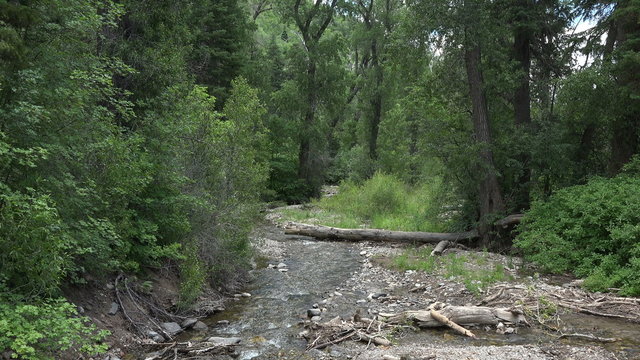 Beautiful mountain stream and forest Utah 4K 253