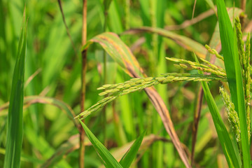 Green rice in the field
