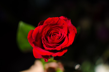 Rosa rossa - 93918504