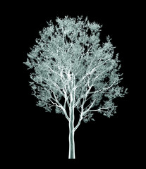 x-ray image of a tree isolated on black