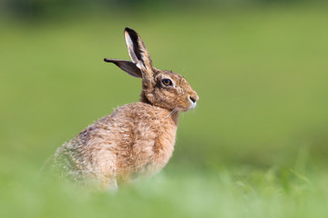 Brown Hare