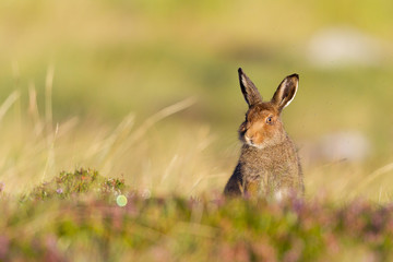Mountain Hare