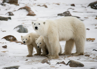 Polar bear with a cubs in the tundra. Canada. An excellent illustration.