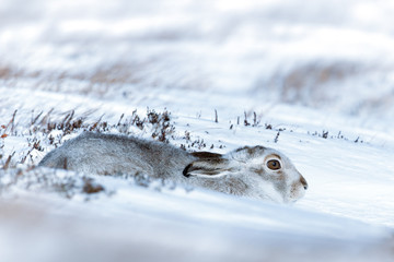 Mountain Hare in Winter snow - 93921158