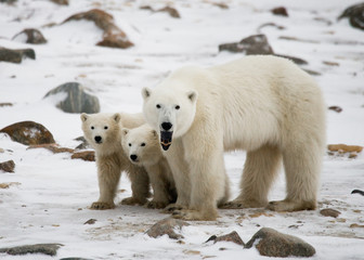 Polar bear with a cubs in the tundra. Canada. An excellent illustration.