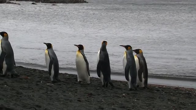 King Penguins(Aptenodytes patagonicus)  walking behind each other in line at the coastline.