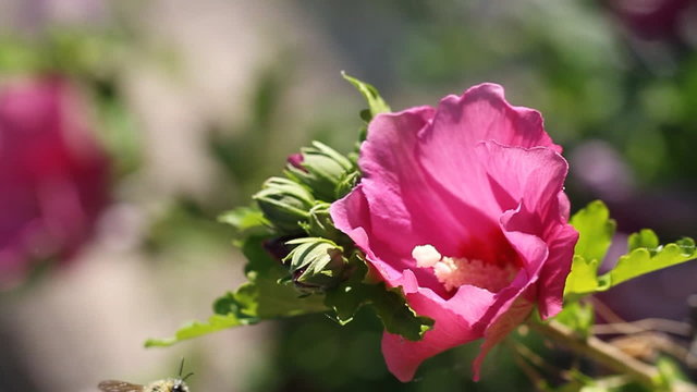 Rose of Sharon Bee Not Sure About Entering. 
first is of a bumblebee thinking about entering a flower but does not. second is a bumblebee entering and leaving a rose of sharon flower
