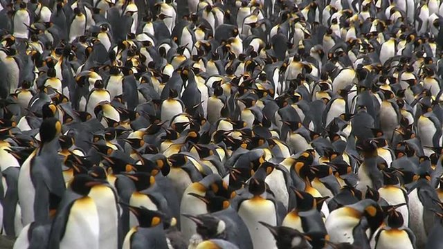 King Penguin colony on a Sub-Antarctic beach 