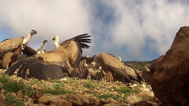 Griffon Vulture fighting and rolling on the ground, close-up in low angle view.