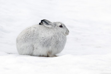 Mountain Hare in Winter snow