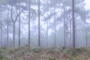 Pine tree with mist on morning.