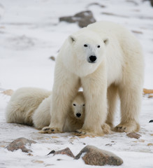 Naklejka na ściany i meble Polar bear with a cubs in the tundra. Canada. An excellent illustration.