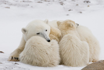 Polar bear with a cubs in the tundra. Canada. An excellent illustration.