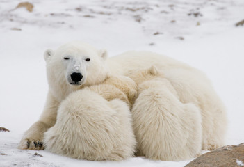 Obraz na płótnie Canvas Polar bear with a cubs in the tundra. Canada. An excellent illustration.