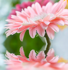 Pink daisy gerbera reflicting in the water