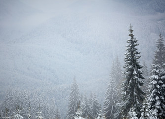 Winter trees in the mountains. With space for text