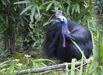 Птица Шлемоносный казуар