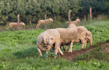 Obraz premium Herd of sheep grazing