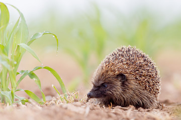 Hedghog