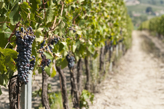 agricultural landscape in Italy with a beautiful vineyard