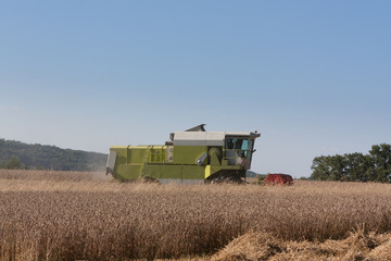 Fototapeta premium Farmer harvesting ripe wheat, Triticum aestivum, with a combine harvester in evening light , side view on the skyline