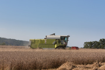 Farmer harvesting ripe wheat, Triticum aestivum,  with a combine harvester in evening light , side view on the skyline