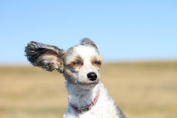 a small white dog with big ears enjoys the sun and wind