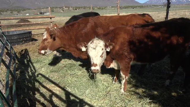 Family farm cattle cow heifer eating alfalfa hay 4K 012