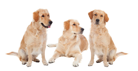 Obraz premium Three Golden Retriever dogs breed