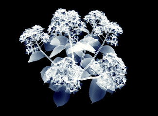x-ray image of a flower isolated on black , the hortentia