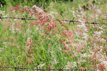 The grass along fence