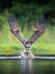 Osprey fishing and hunting on a Scottish loch. - 93925123